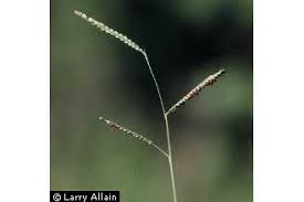Plants Profile for Paspalum dilatatum (dallisgrass)