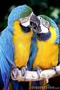 pictures of 2 parrots kissing video download