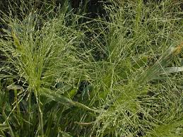 Witch Grass (Panicum capillare capillare)