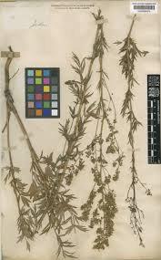 Thalictrum simplex L. | Plants of the World Online | Kew Science