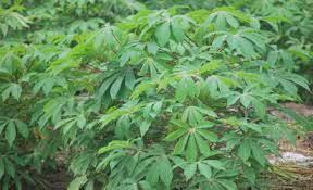 Cassava Export in Nigeria