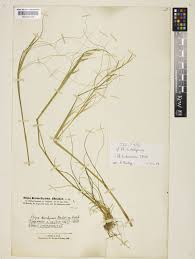 Stipa holosericea Trin. | Plants of the World Online | Kew Science