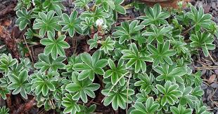Silver Lady's-Mantle (Alchemilla conjuncta) - Plants | Candide ...