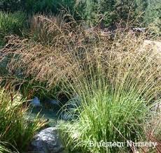 Molinia arundinacea - Tall Moor Grass