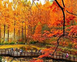 대전 장태산자연휴양림 전경 메타세쿼이아 숲, AI로 생성