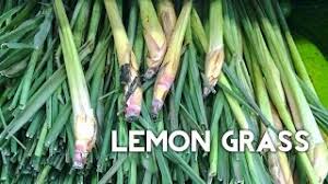 Billedresultat for lemongrass doterra