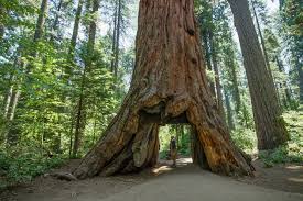 Image result for pioneer cabin tree
