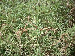 Amaranthus muricatus – Wikipédia, a enciclopédia livre