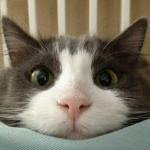 Hello Kitty Cat Meme Generator - Imgflip via Relatably.com