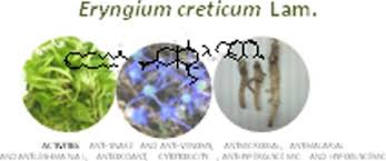 Eryngium creticum – ethnopharmacology, phytochemistry and ...