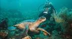 Diving in galapagos