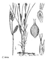Sp. Carex hirta - florae.it