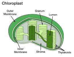 Image result for Labelled chloroplast