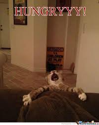Hungry Cat by mrdomiza - Meme Center via Relatably.com