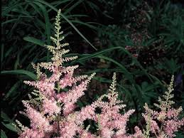 Saxifragaceae | plant family | Britannica