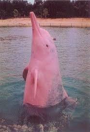 Resultado de imagen de delfines rosados