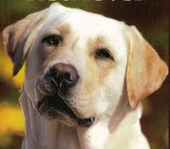 Résultat de recherche d'images pour "photo de chien labrador beige"