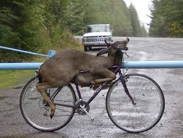 deer on bike