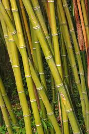 Phyllostachys bambusoides - Wikipedia