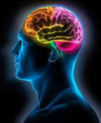 Resultado de imagen para imagen de cerebro del ser humano