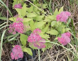 Spiraea japonica - Michigan Flora