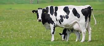 Image result for images of cow and calf