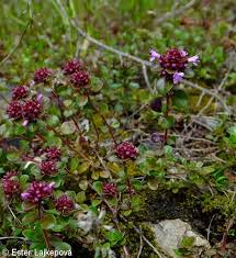 Thymus alpestris – mateřídouška alpinská • Pladias: Database of the ...