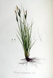 File:Carex caespitosa — Flora Batava — Volume v6.jpg - Wikimedia ...