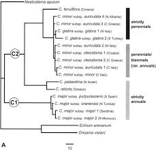 Phylogeny, Karyotype Evolution and Taxonomy of Cerinthe L ...