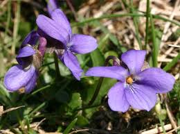 Viola reichenbachiana, Early Dog-violet