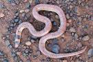 australian coral snake
