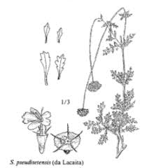Sp. Scabiosa pseudisetensis - florae.it