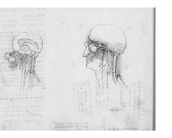 Brain and Spinal Cord by Leonardo da Vinci