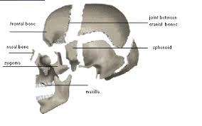 Képtalálat a következőre: „cranio therapy pictures”
