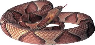 Image result for snake images