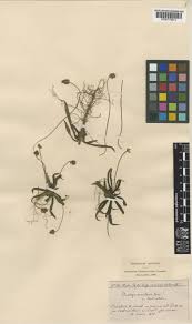 Plantago atrata Hoppe | Plants of the World Online | Kew Science
