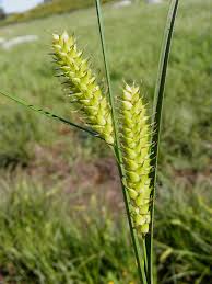 Carex vesicaria - Wikipedia