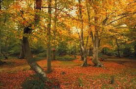 Image result for New Forest Hampshire photos