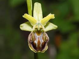 Ophrys sphegodes Mill. subsp. sphegodes | Naviga la Flora | Flora ...