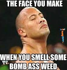 funny weed memes | Why Are You Stupid? via Relatably.com