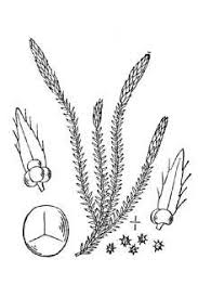 Plants Profile for Selaginella selaginoides (club spikemoss)