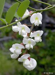 Robinia pseudoacacia Calflora