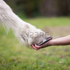 Resultado de imagen de pata de caballo con una niña
