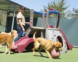 Imagen de Dogs playing together at a dog boarding facility