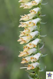 La pianta della settimana: Digitalis micrantha - Flora d'Abruzzo