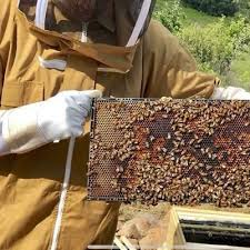 How Beekeeping Suits Help You