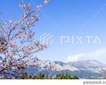 阿蘇山櫻花的圖片