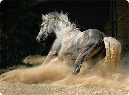 Imagini pentru rase de cai de curse