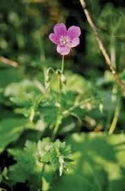Geranium palustre - Legge regionale 10 - Flora e piccola fauna ...