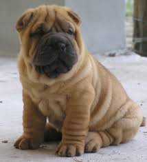 Résultat de recherche d'images pour "chien shar-pei chiot"